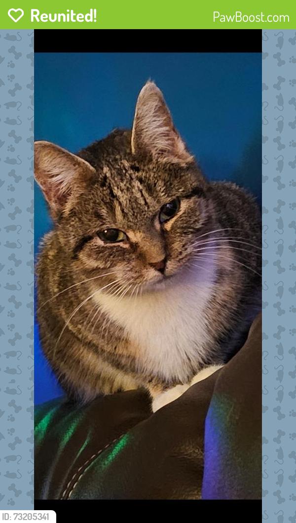 Reunited Female Cat last seen Rudd Farm, Greensboro, NC 27405