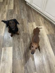 Found/Stray Unknown Dog last seen Glancy lance, Spring Hill, fl, Spring Hill, FL 34609