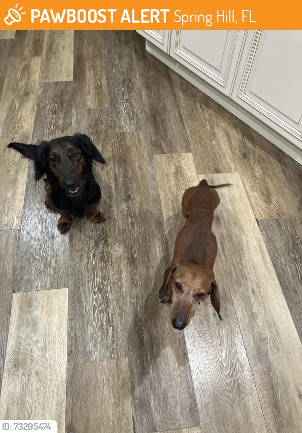 Found/Stray Unknown Dog last seen Glancy lance, Spring Hill, fl, Spring Hill, FL 34609
