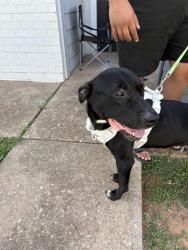 Shelter Stray Male Dog last seen Near BLOCK HERITAGE PARK RD, OKLAHOMA CITY OK 73120, 2811 SE 29th St, Oklahoma City, OK 73129, USA