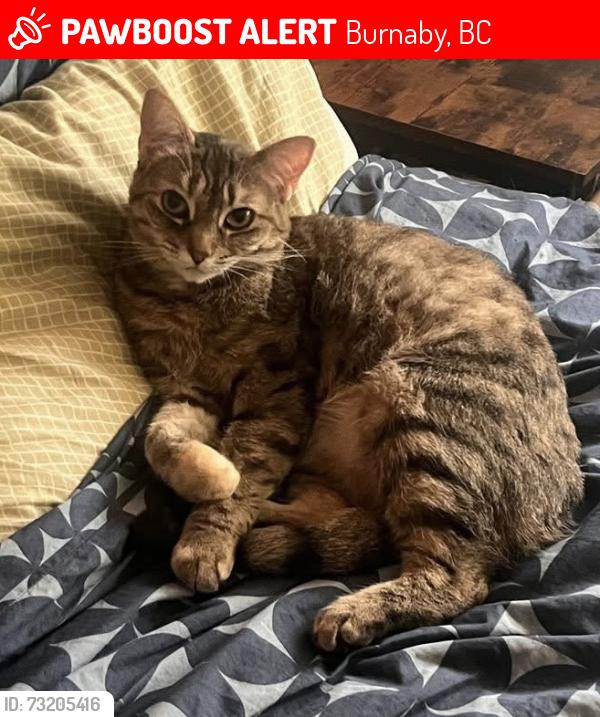 Lost Female Cat last seen Moore ave Burnaby, Burnaby, BC 