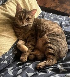 Lost Female Cat last seen Moore ave Burnaby, Burnaby, BC 