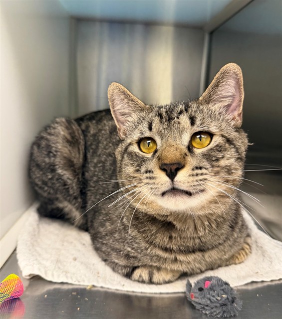 Shelter Stray Male Cat last seen BIRCH & 2ND EASTLAKE, 12155 Park Blvd, Brighton, CO 80601, USA