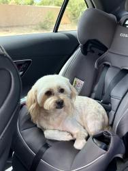 Lost Male Dog last seen Near s Fairchild road, Yuma, AZ 85365