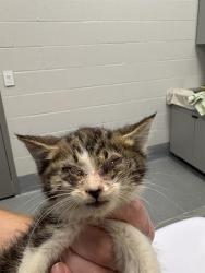 Shelter Stray Male Cat last seen Near, 2600 S Harding St, Indianapolis, IN 46221, USA