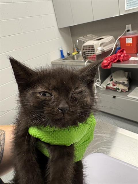 Shelter Stray Female Cat last seen Near, 2600 S Harding St, Indianapolis, IN 46221, USA