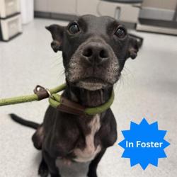 Shelter Stray Female Dog last seen Near, 2600 S Harding St, Indianapolis, IN 46221, USA