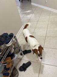 Found/Stray Female Dog last seen Lee rd, Harris County, TX 77338