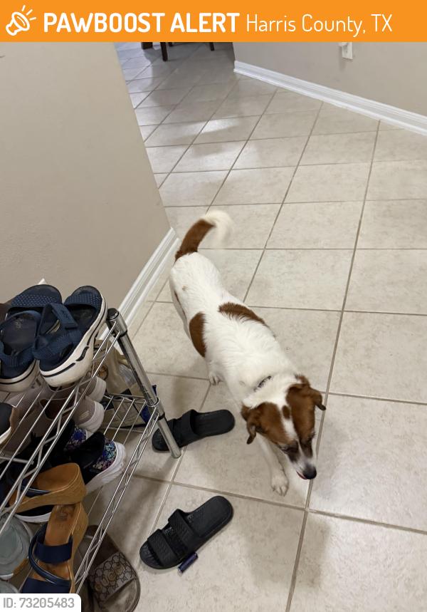 Found/Stray Female Dog last seen Lee rd, Harris County, TX 77338