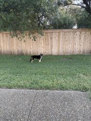 Found/Stray Unknown Dog last seen Stonewood and walker ranch, San Antonio, TX 78216