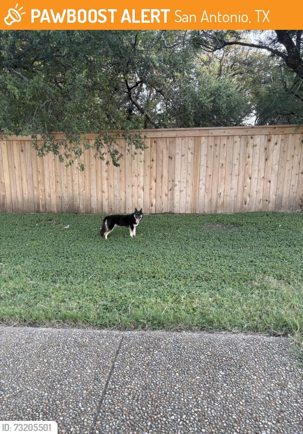 Found/Stray Unknown Dog last seen Stonewood and walker ranch, San Antonio, TX 78216