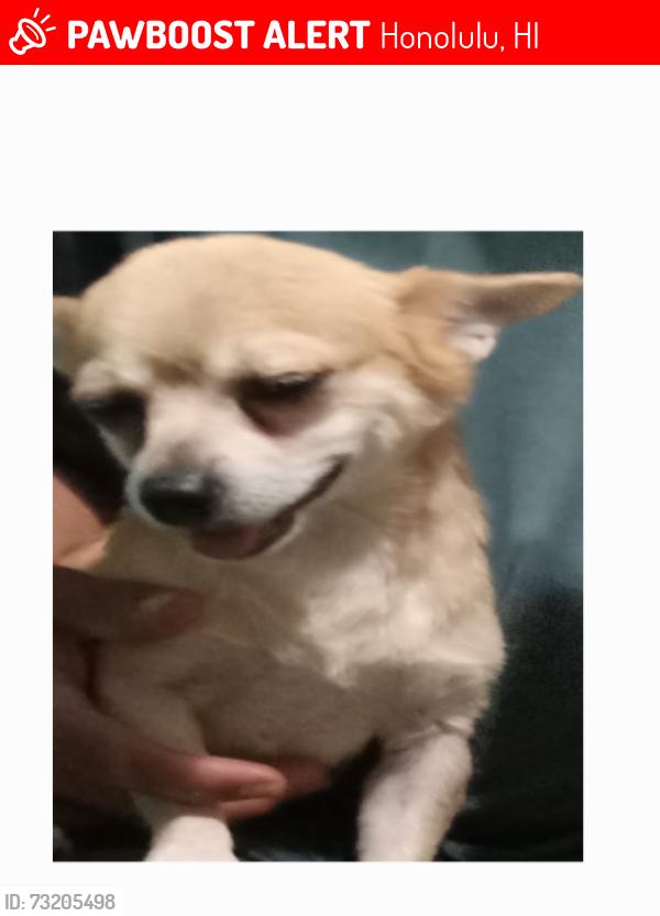 Lost Male Dog last seen Mokauea St, Honolulu, HI 96819