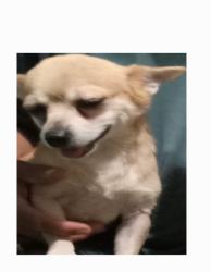 Lost Male Dog last seen Mokauea St, Honolulu, HI 96819