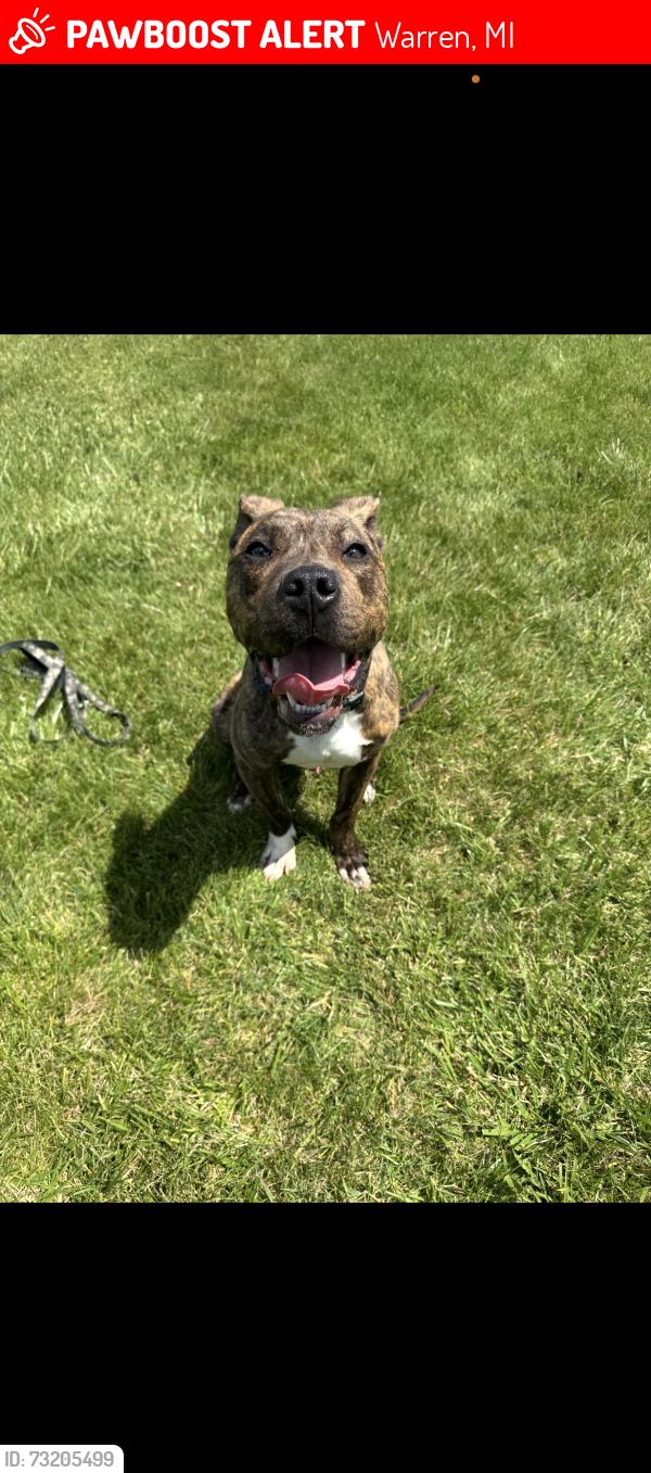Lost Male Dog last seen Warren Michigan, Warren, MI 48092