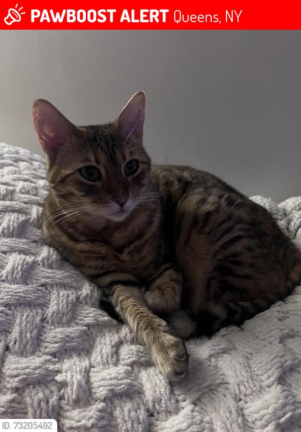 Lost Female Cat last seen Cooper Ave / Myrtle Ave, Queens, NY 11385