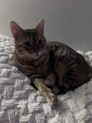 Lost Female Cat last seen Cooper Ave / Myrtle Ave, Queens, NY 11385