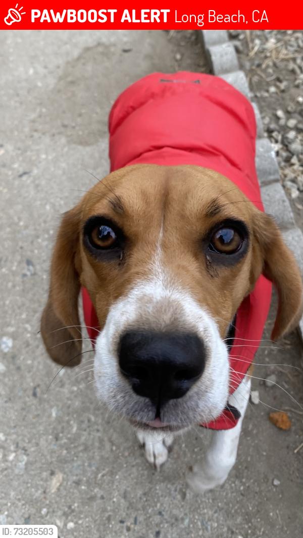 Lost Female Dog last seen Long Beach Blvr, Long Beach, CA 90805