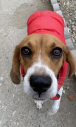 Lost Female Dog last seen Long Beach Blvr, Long Beach, CA 90805