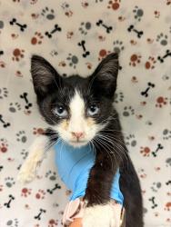 Shelter Stray Male Cat last seen Near BLOCK GREENPOINT AVE, RIVERSIDE CA 92503, 6851 Van Buren Boulevard, Jurupa Valley, CA 92509, USA