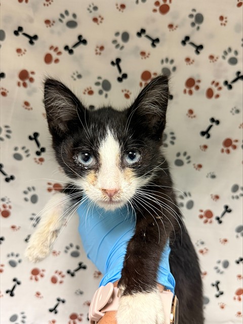 Shelter Stray Male Cat last seen Near BLOCK GREENPOINT AVE, RIVERSIDE CA 92503, 6851 Van Buren Boulevard, Jurupa Valley, CA 92509, USA