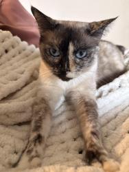 Reunited Female Cat last seen Bryant and York, San Francisco, CA 94110