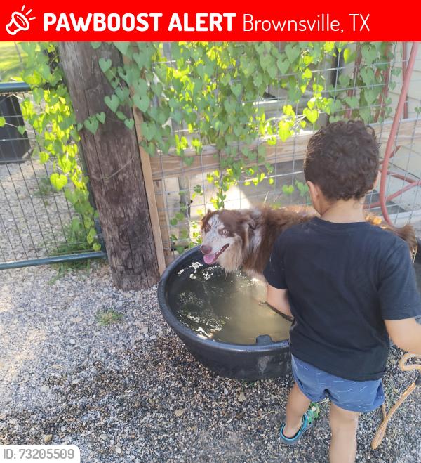 Lost Male Dog last seen Houston Rd & N Browne Rd, Brownsville, TX 78521