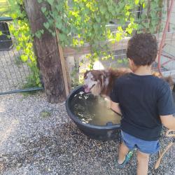Lost Male Dog last seen Houston Rd & N Browne Rd, Brownsville, TX 78521