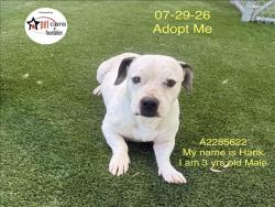 Shelter Stray Male Dog last seen , 1850 W 60th St, Los Angeles, CA 90047, USA