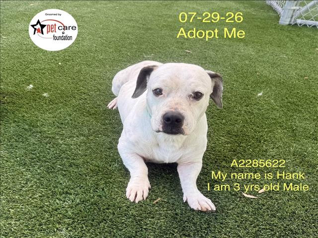 Shelter Stray Male Dog last seen , 1850 W 60th St, Los Angeles, CA 90047, USA