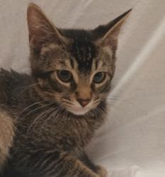 Shelter Stray Male Cat last seen , 1850 W 60th St, Los Angeles, CA 90047, USA