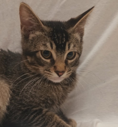 Shelter Stray Male Cat last seen , 1850 W 60th St, Los Angeles, CA 90047, USA