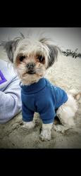 Lost Female Dog last seen Louise ave & victory blvd, Los Angeles, CA 91316