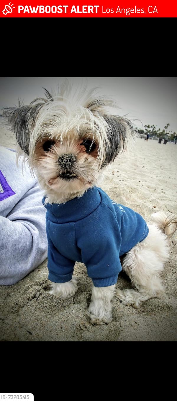 Lost Female Dog last seen Louise ave & victory blvd, Los Angeles, CA 91316