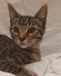 Shelter Stray Male Cat last seen , 1850 W 60th St, Los Angeles, CA 90047, USA