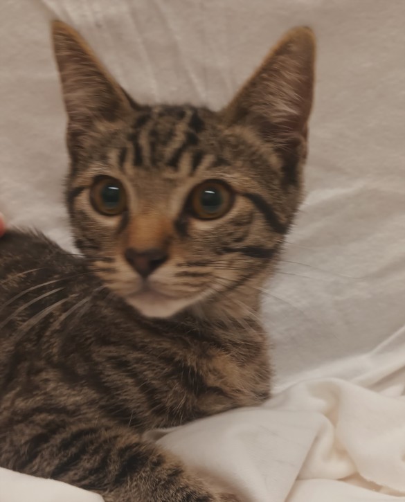 Shelter Stray Male Cat last seen , 1850 W 60th St, Los Angeles, CA 90047, USA