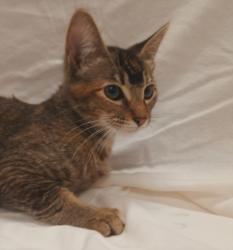 Shelter Stray Female Cat last seen , 1850 W 60th St, Los Angeles, CA 90047, USA