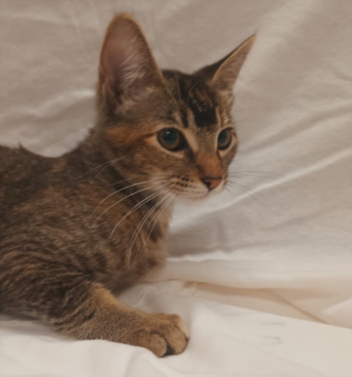 Shelter Stray Female Cat last seen , 1850 W 60th St, Los Angeles, CA 90047, USA