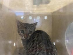Shelter Stray Male Cat last seen , 1850 W 60th St, Los Angeles, CA 90047, USA