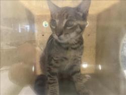 Shelter Stray Male Cat last seen , 1850 W 60th St, Los Angeles, CA 90047, USA
