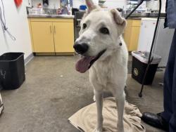 Shelter Stray Male Dog last seen , 1850 W 60th St, Los Angeles, CA 90047, USA