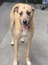 Shelter Stray Female Dog last seen , 3201 Lacy St, Los Angeles, CA 90031, USA