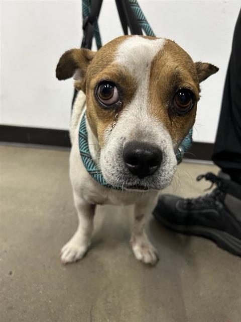 Shelter Stray Male Dog last seen Near BLOCK W CLINTON AVE, FRESNO CA 93722 6883, 5277 E Airways Blvd, Fresno, CA 93727, USA