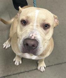 Shelter Stray Female Dog last seen Near BLOCK N CHESTNUT AVE, FRESNO CA 93720 0349, 5277 E Airways Blvd, Fresno, CA 93727, USA