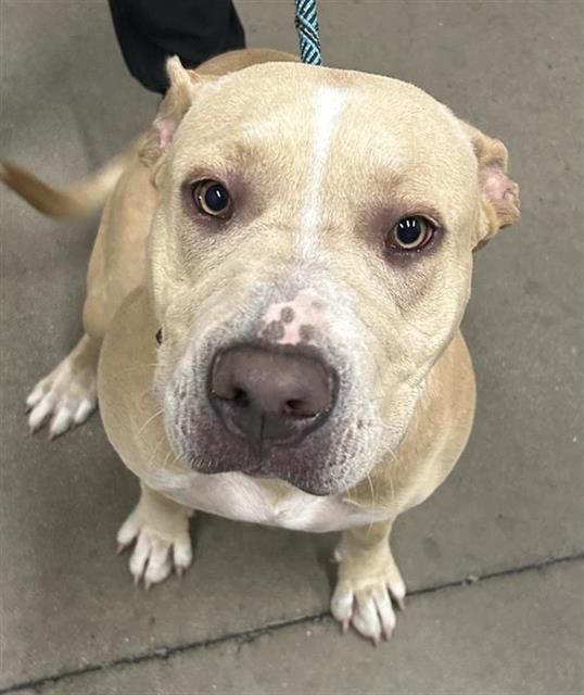 Shelter Stray Female Dog last seen Near BLOCK N CHESTNUT AVE, FRESNO CA 93720 0349, 5277 E Airways Blvd, Fresno, CA 93727, USA