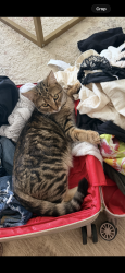 Lost Male Cat last seen Boomer rd and Reemelin, Cincinnati, OH 45248