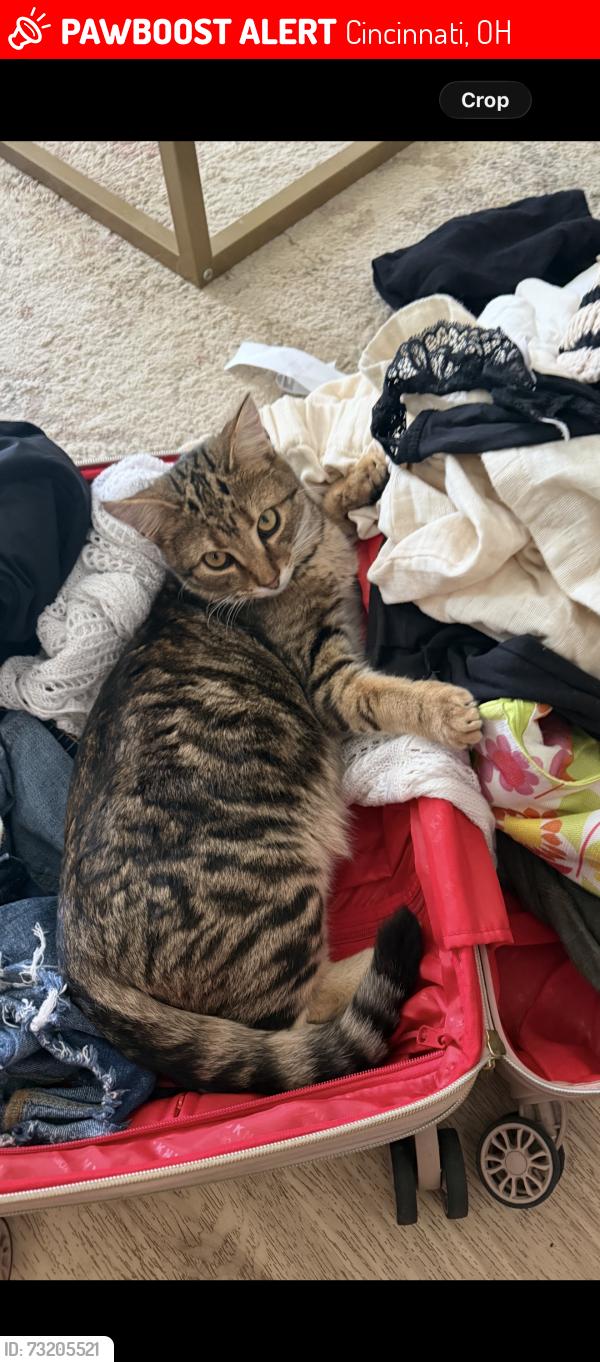 Lost Male Cat last seen Boomer rd and Reemelin, Cincinnati, OH 45248