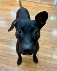 Found/Stray Male Dog last seen Near 9th Ave N, Nashville, TN 37208, Nashville, TN 37208