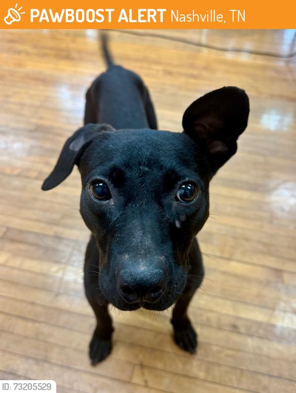 Found/Stray Male Dog last seen Near 9th Ave N, Nashville, TN 37208, Nashville, TN 37208