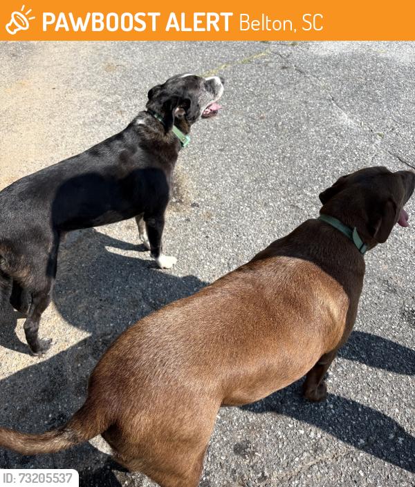 Found/Stray Male Dog last seen They are in Anderson tonight., Belton, SC 29627