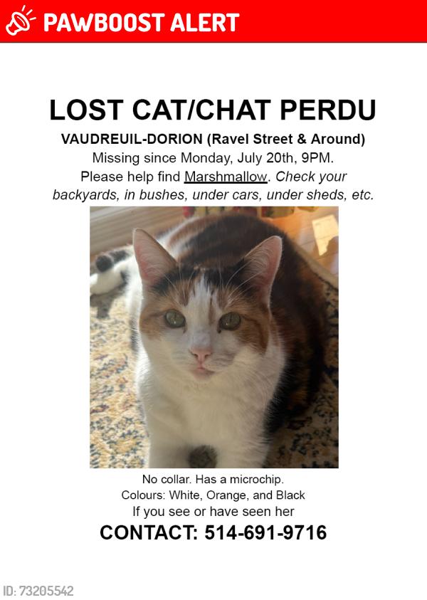 Lost Male Cat last seen rue Ravel/reu de Tonnancour, Vaudreuil-Dorion, QC J7V 0M7
